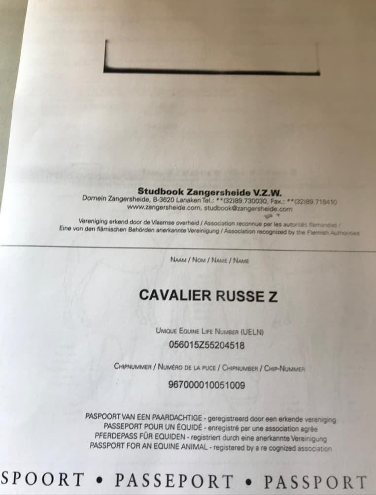 CAVALIER RUSSE Z 6