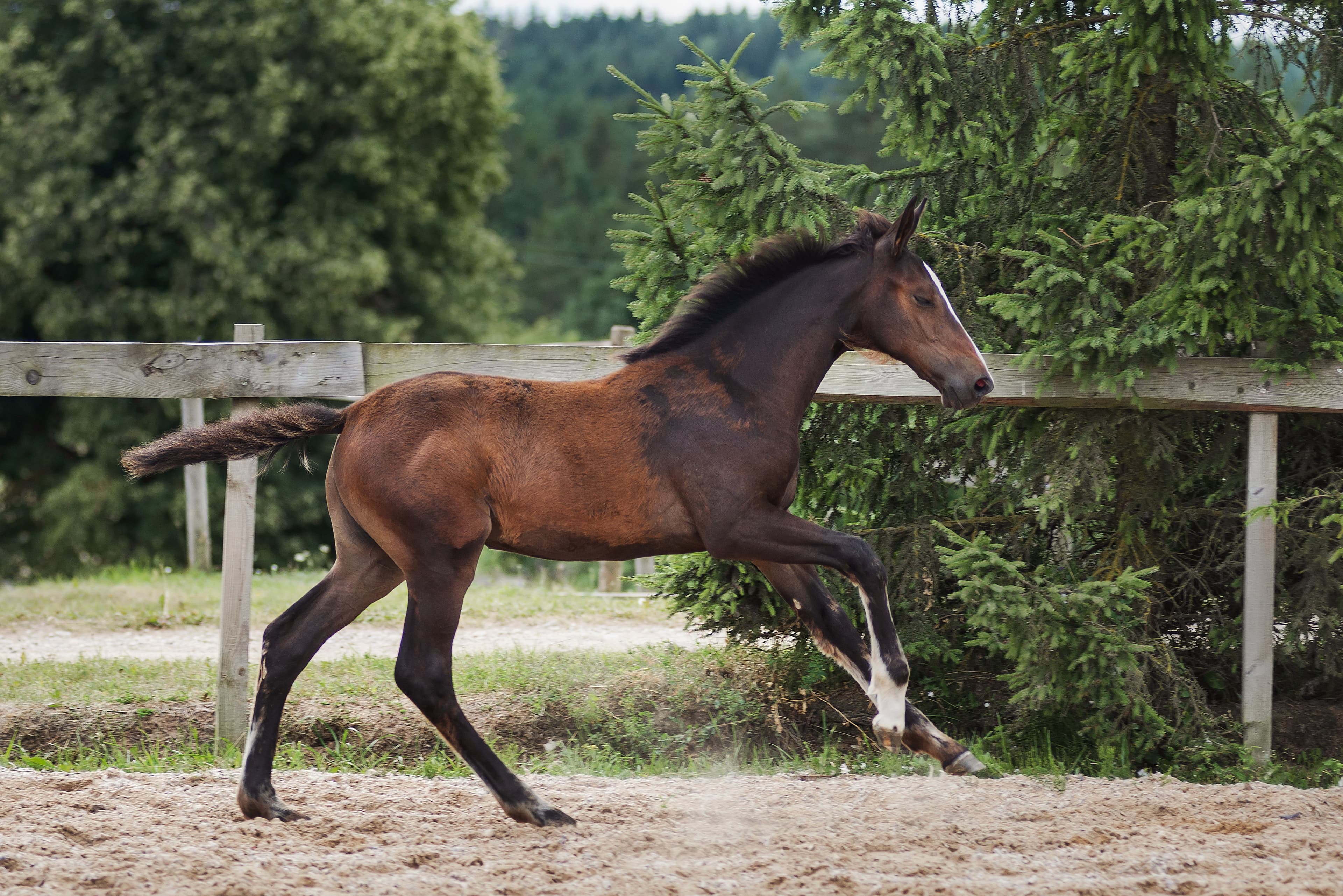 VICTORY RUSSE Z 2