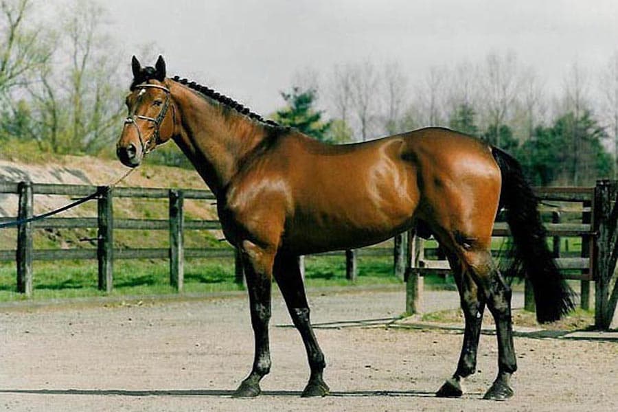 NABAB DE REVE 3