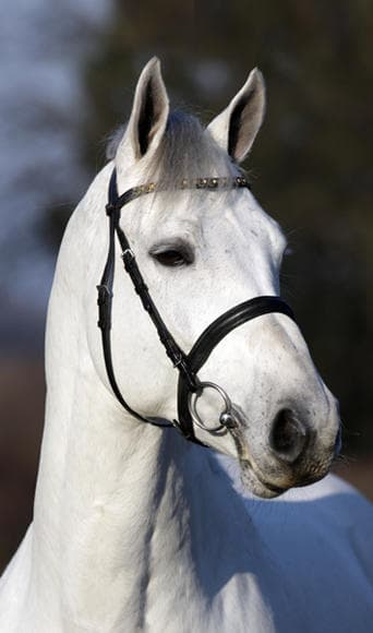 Cornet Obolensky 3